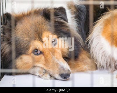 dog in cage series--Shetland sheepdog Stock Photo
