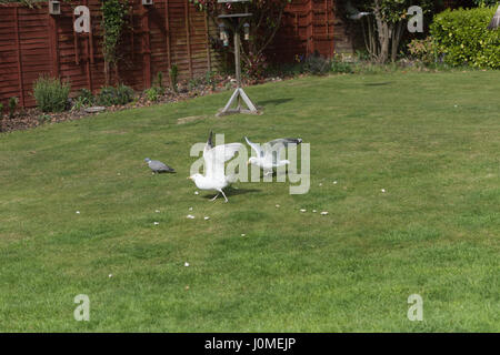 Feeding Gulls landing, bread to eat, pigeon close by, domestic lawn, outstretched wings, competition for food. Stock Photo