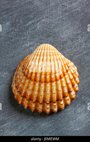 Rough cockle (Acanthocardia tuberculata) sea shell over painted textile background. Copy space, overhead view. Stock Photo