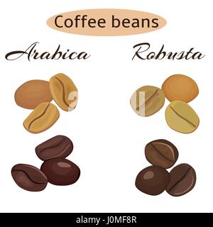 Arabica and robusta coffee beans. Green and roasted. Vector illustration. Stock Vector