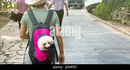 Cute dog peeking from animal carrying backpack Stock Photo