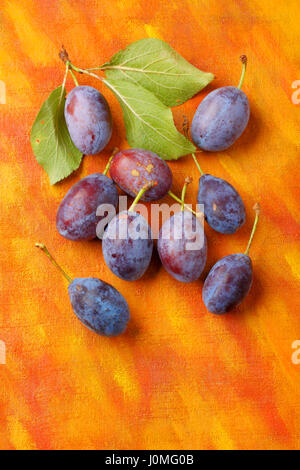 Damson plum (damascene) fruits from semi-wild cultivation over painted textile background. Overhead view. Stock Photo