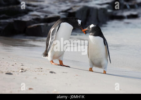 Gentoo penguin on Bleaker Island