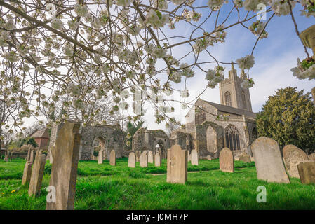 Bungay Suffolk, spring blossom in the churchyard of St Mary's Church in the centre of the Suffolk town of Bungay, UK Stock Photo