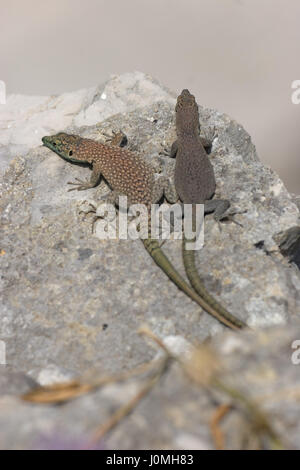 Two sharp-snouted rock lizards on the rock, Mljet island, Croatia Stock Photo