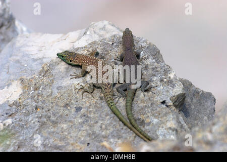 Two sharp-snouted rock lizards on the rock Stock Photo