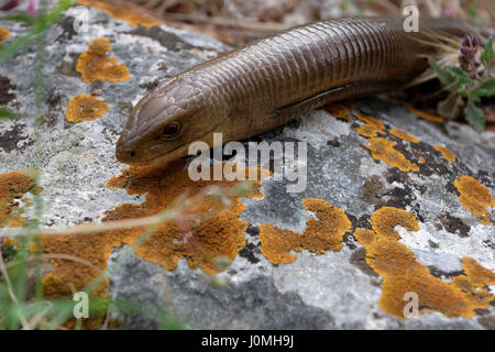 The sheltopusik on the rock from Mljet Island, Croatia Stock Photo