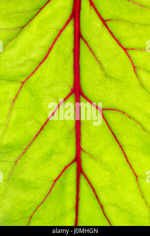 Beetroot leaf pattern. Backlight, close up view. Stock Photo