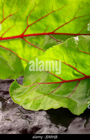 Wet beetroot leaves detail. Close up view. Stock Photo