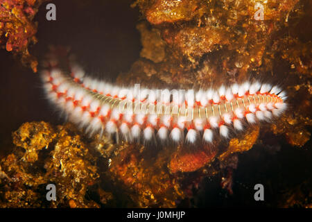 Underwater view of the bearded fireworm from Mljet Stock Photo