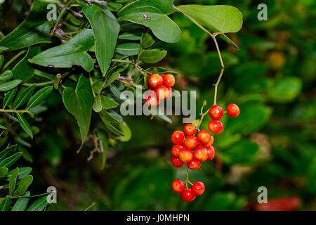Fruit of the black bryony on Mljet island, Croatia Stock Photo