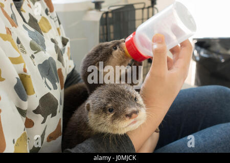 zookeeper feeding baby otter  with milk replacer Stock Photo