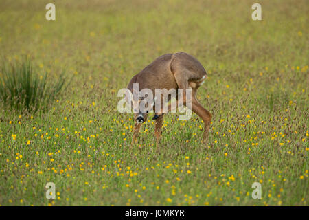 Roe Deer, capreolus capreolus, Male Scratching Head on Branches ...