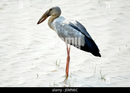Asian Open billed Stork, Mangalajodi, India Stock Photo