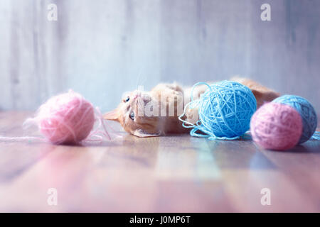 tabby kitten playing clew of  wool Stock Photo