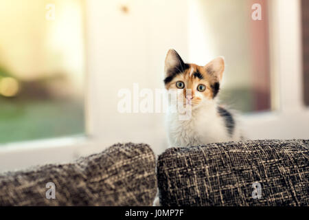 kittens sitting next window inside Stock Photo