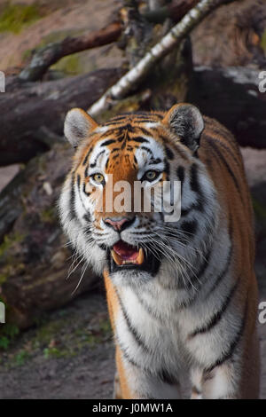 Close up portrait of young Siberian tiger (Amur tiger, Panthera tigris altaica) with open mouth and teeth, looking at camera Stock Photo