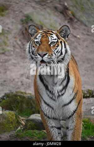 Close up portrait of young Siberian tiger (Amur tiger, Panthera tigris altaica), mouth open, looking at camera Stock Photo
