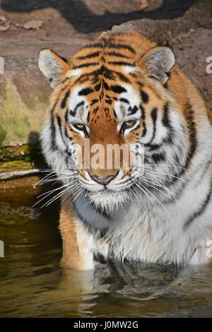 Close up portrait of young Siberian tiger (Amur tiger, Panthera tigris altaica) male in water, looking at camera, high angle view Stock Photo
