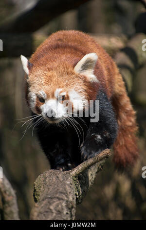 One red panda (Ailurus fulgens, lesser panda) close up portrait walking on tree branch, looking at camera, low angle view Stock Photo