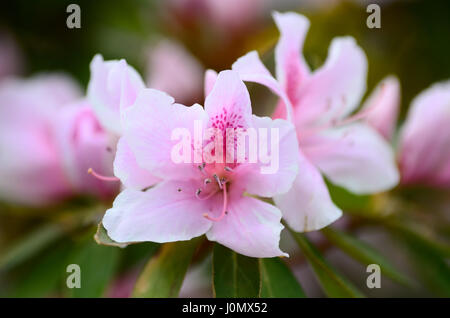Pink Azalea flowers soft focus Stock Photo