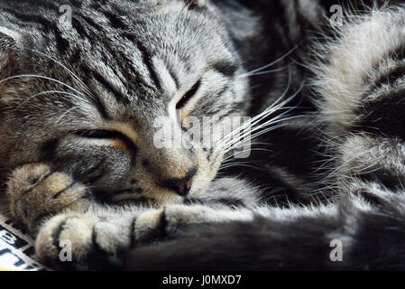 A young Bengal Tabby cross short hair domestic cat curled up asleep Stock Photo