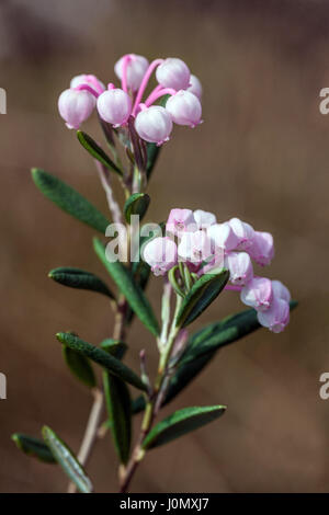 Bog-rosemary, Andromeda polifolia in bloom, peat bog flowers Andromeda 'Blue Ice' Stock Photo