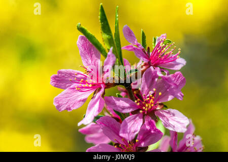 Pink Prunus tenella Flower Dwarf Russian Almond blossom close up Stock Photo