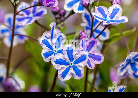 Cappadocian navelwort Close up Flowers Closeup Flower Omphalodes Starry Eyes Omphalodes cappadocica Starry Eyes White Blue Omphalodes Blue eyed Mary Stock Photo