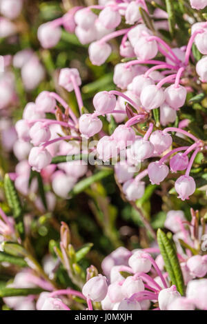 Bog-rosemary, Andromeda polifolia in bloom Andromeda 'Blue Ice' Stock Photo