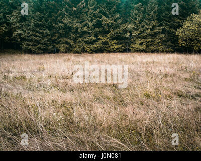 Forest trees and meadow, simple natural background backdrop, without sky, nearly just duo chrome or duotone, two-thirds, big copy space. darker muted  Stock Photo