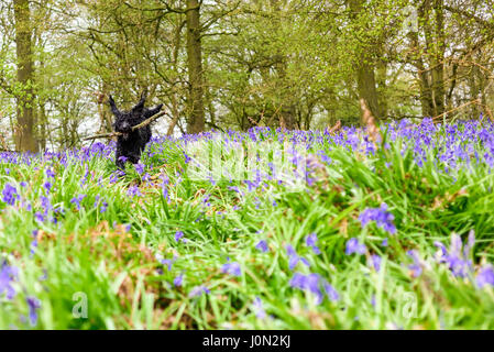 Underwood, Nottinghamshire, UK. 14th Apr, 2017. A dull damp start to the Easter bank holiday, an ideal day for a walk in a bluebell wood, rain and dull conditions bring out the vivid colours of Spring.Frankie the Cockapoo enjoys a run through the bluebells. Credit: Ian Francis/Ģ����ý Live News Stock Photo