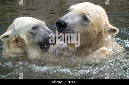 Munich, Germany. 08th Feb, 2016. (FILE) · An archive picture, dated 08.02.2016, shows the polar bear couple, Yoghi (R) and Giovanna, fondling each other at the Hellabrunn Zoo in Munich, Germany. The 17-year old Yoghi met a sudden death 13 April 2017.(from dpa's 'Yoghi the polar bear dies' from 14 April 2017) Photo: Matthias Balk/dpa/Alamy Live News Stock Photo