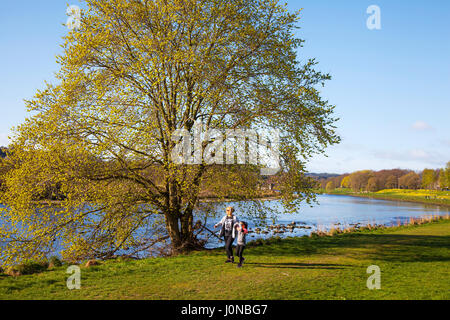 Aberdeeen, Scotland, UK.  UK Weather. 15th April, 2017.  Bright & Sunny spring day at Riverside on the Banks of the River Dee. North Bank River Dee Aberdeen City flowing eastwards towards the harbour are the extensive displays of daffodils at this stretch adjoining Riverside Road near the ancient Bridge of Dee. Credit; MediaWorldImages/AlamyLiveNews. Stock Photo