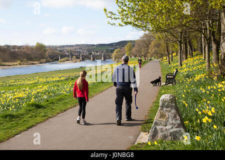 Aberdeeen, Scotland, UK.  UK Weather. 15th April, 2017. Walking the dog on a  Bright & Sunny spring day at Riverside on the Banks of the River Dee. North Bank River Dee Aberdeen City flowing eastwards towards the harbour are the extensive displays of daffodils at this stretch adjoining Riverside Road near the ancient Bridge of Dee. Credit; MediaWorldImages/AlamyLiveNews. Stock Photo