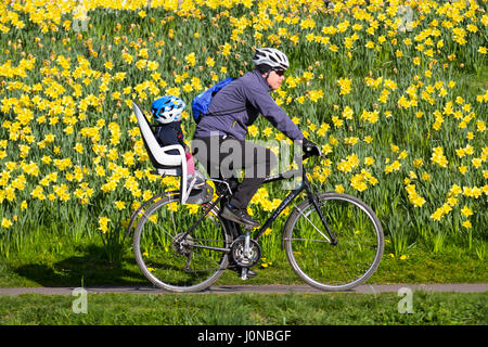 Cyclist with a child on a april sunny spring day at Riverside on the Banks of the River Dee. North Bank River Dee Aberdeen City Extensive displays of daffodils adjoining Riverside Road near the ancient Bridge of Dee.  Scotland, UK Stock Photo