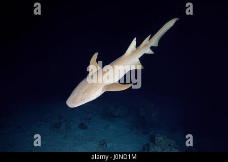 Indian Ocean, Maldives. 23rd Mar, 2017. Tawny nurse sharks - Nebrius ferrugineus swims over the coral bottom in the night, Indian Ocean, Maldives Credit: Andrey Nekrasov/ZUMA Wire/ZUMAPRESS.com/Alamy Live News Stock Photo