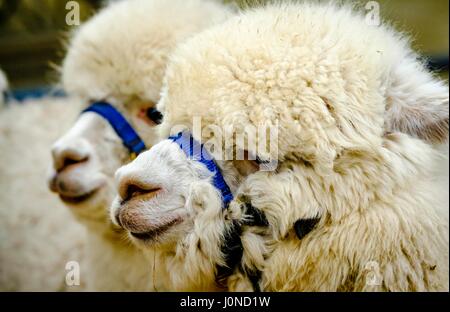 Lanark Scotland 15th April 2017:  The Second Scottish Alpaca Championship, organised by the Scottish Alpaca Group, took place on Saturday 15th April 2017 at Lanark Auction Market. The event had a record entry of 140 alpacas being shown and judged.  Alpacas in the holding pens waiting their turn in the show ring. Credit: Andrew Wilson/Ģ����ý Live News Stock Photo