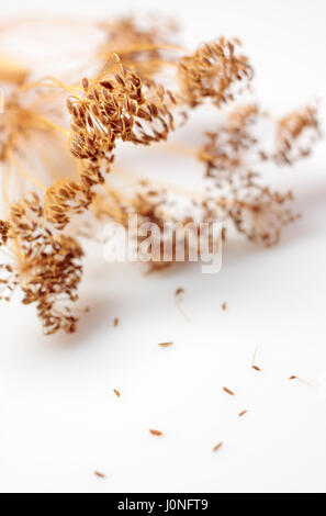 Dried dill (Anethum graveolens) inflorescences with shallow depth of field Stock Photo