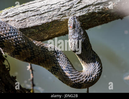 A large Diamond-backed Water Snake (Nerodia rhombifer) on a tree trunk by a pond. Houston, Texas, USA. Stock Photo