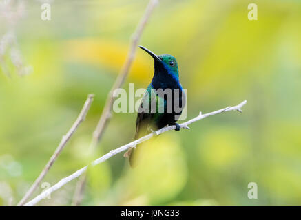 A male Black-throated Mango (Anthracothorax nigricollis) perched on a branch. Peru, South America. Stock Photo