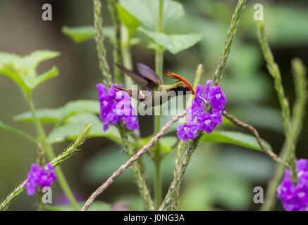A Rufous-crested Coquette (Lophornis delattrei) in flight, feeding on Blue Porterweed flowers. Peru, South America. Stock Photo