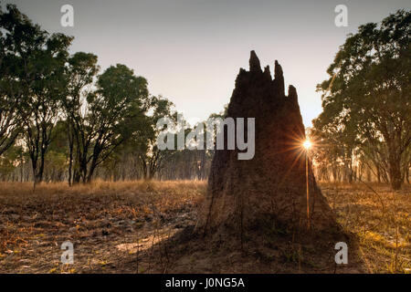 Termite mound at dawn (Nasutitermes triodae), Kakadu National Park, Australia Stock Photo