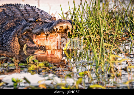 Ferocious Saltwater Crocodile in Kakadu National Park, Australia Stock Photo
