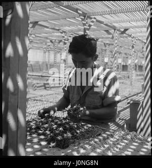 A Japanese man evacuated from his home sorts seedlings from the Salinas Experiment Station for transplanting at the Manzanar Relocation Center in Manzanar, California, 1942. Stock Photo