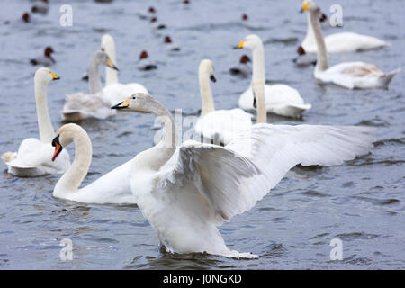 Group of Mute and Whooper Swans, Cygnus cygnus, one flapping wings ruffled feathers at Welney Wetland Centre, Norfolk, UK Stock Photo