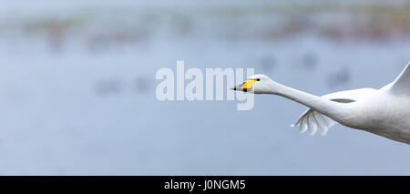 Whooper Swan, Cygnus cygnus, in flight at Welney Wetland Centre, Norfolk, UK Stock Photo