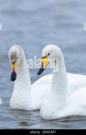 Pair of Whooper Swan, Cygnus cygnus, iat Welney Wetland Centre, Norfolk, UK Stock Photo