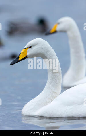 Pair of Whooper Swan, Cygnus cygnus, at Welney Wetland Centre, Norfolk, UK Stock Photo