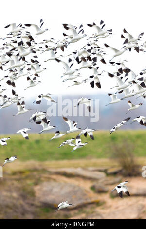Large flock of Avocets, Recurvirostra, wading birds in flight above marshes and wetlands in North Norfolk, UK Stock Photo